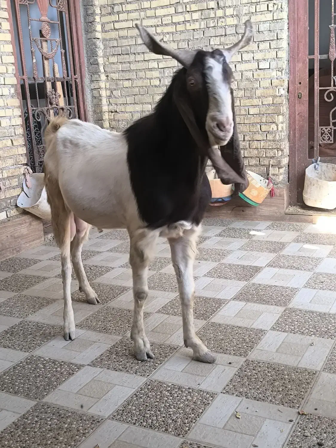 سه عدد بز نرمست گوش دراز ازنسلدوغلوزا|حیوانات مزرعه|خرمشهر, |دیوار