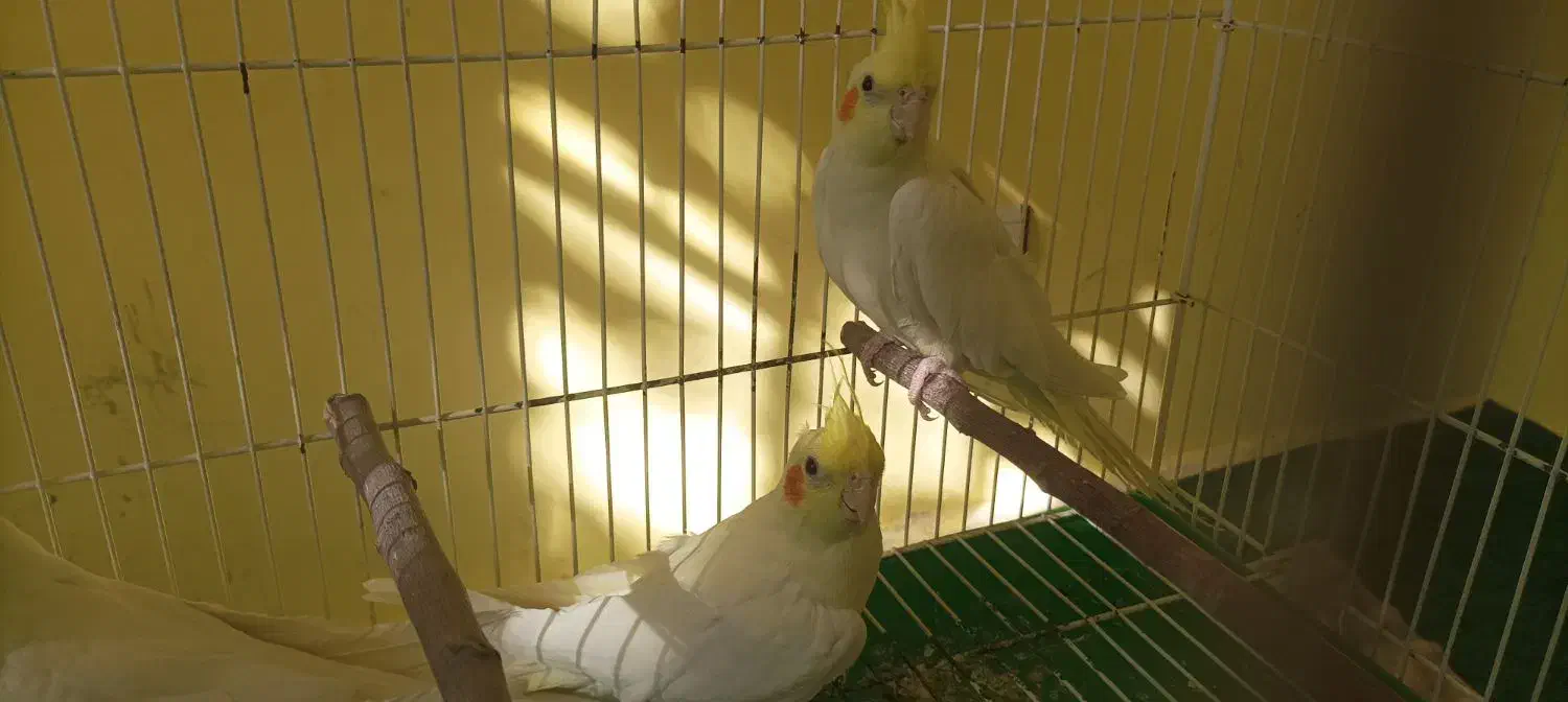 فروش یا معاوضه عروس هلندی ماده|پرنده|مشهد, وکیل‌آباد|دیوار