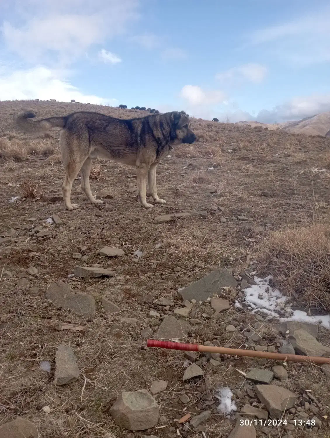 سگ گله|سگ|قره پشتلو, |دیوار