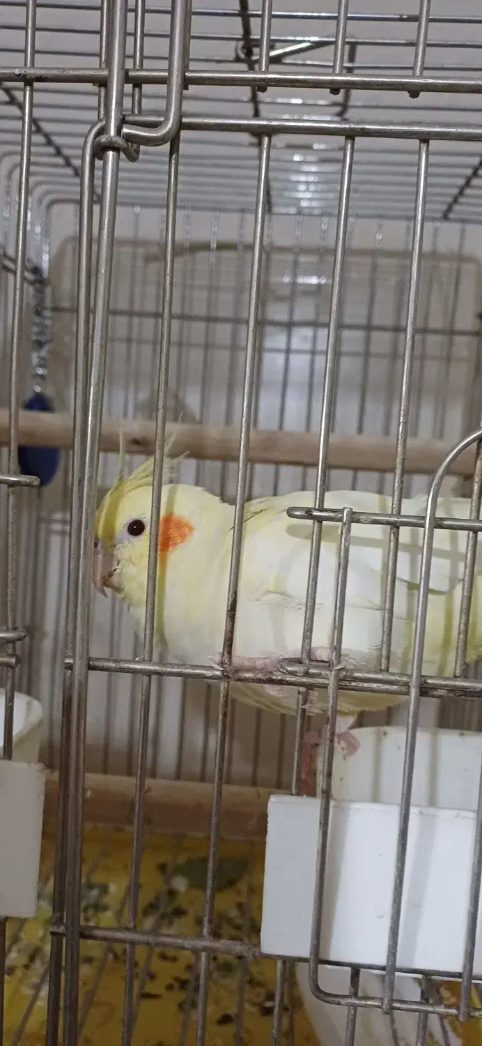 عروس هلندی|پرنده|فردیس, نگارستان|دیوار