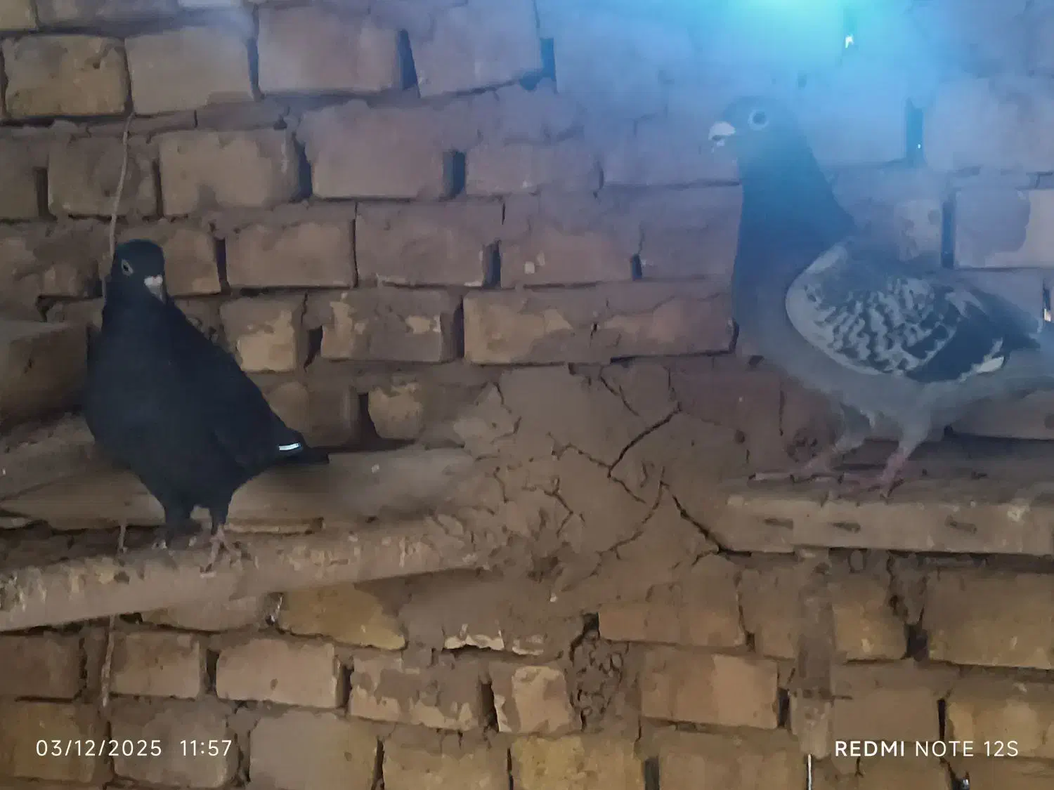 پرشی|پرنده|اشکذر, |دیوار