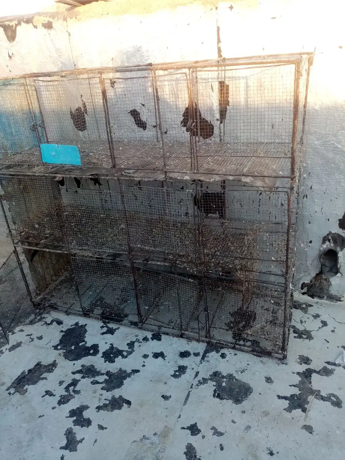 جفتگاه|لوازم جانبی حیوانات|جهرم, |دیوار