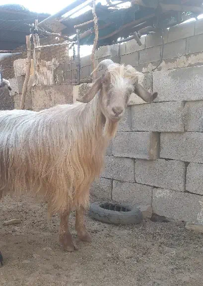 بز جفت ۱۹ تیشتر ۱۵|حیوانات مزرعه|مسجد سلیمان, |دیوار