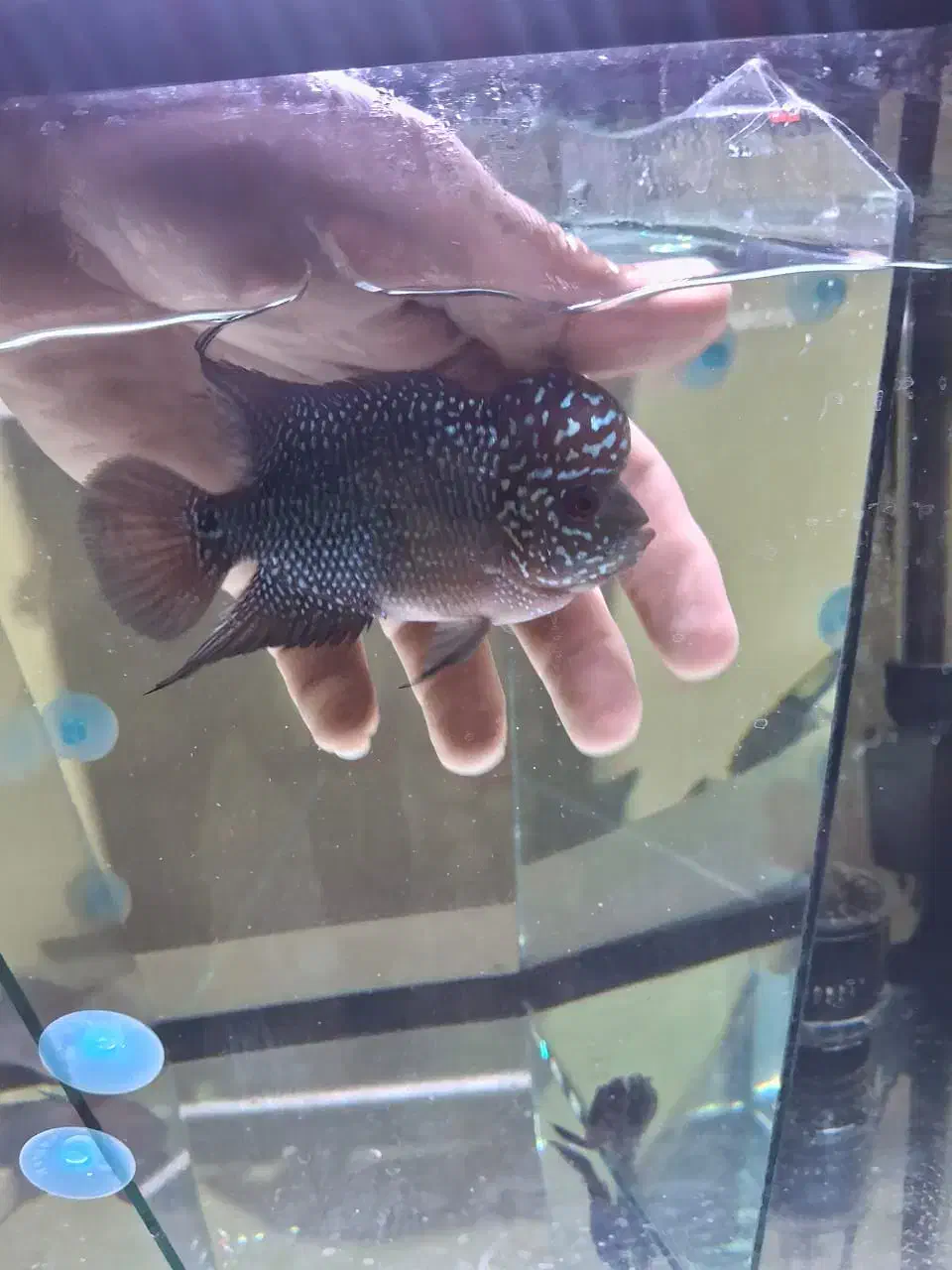 ماهی فلاور|ماهی|شاهین‌شهر, شهرک گلدیس|دیوار