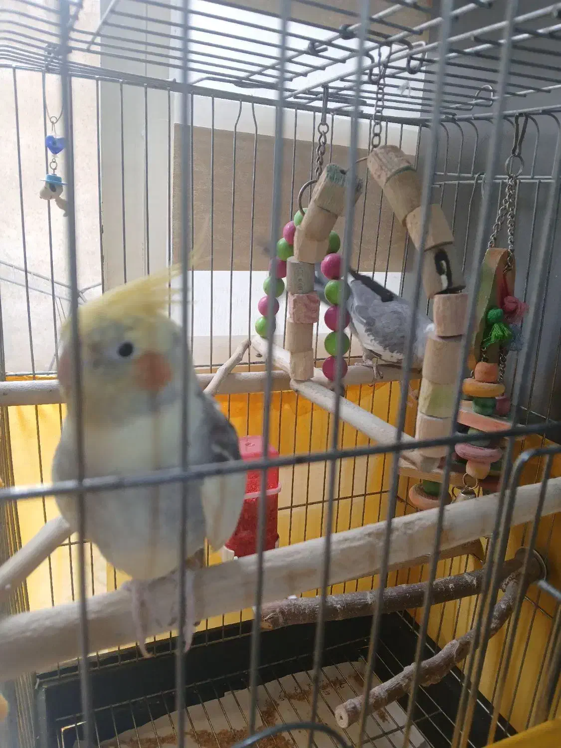 دوعدد عروس هلندی نر|پرنده|تهران, باشگاه نفت|دیوار