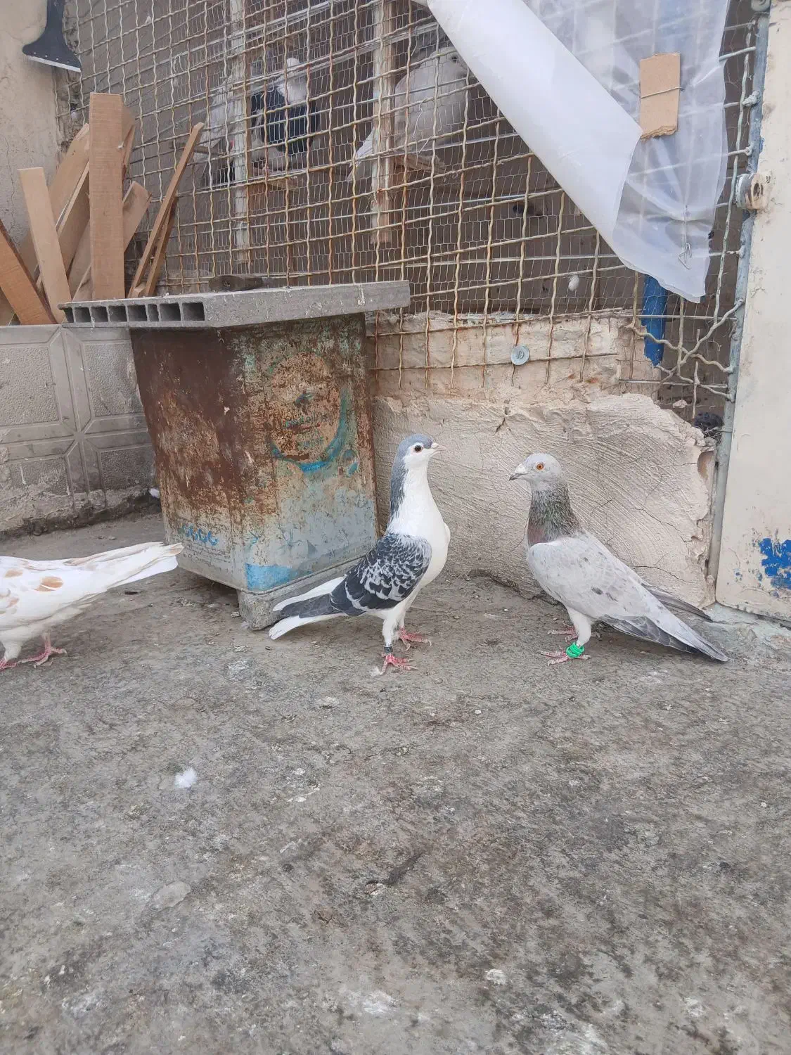 کفتر بوم پرشی|پرنده|مشهد, ویلاشهر|دیوار