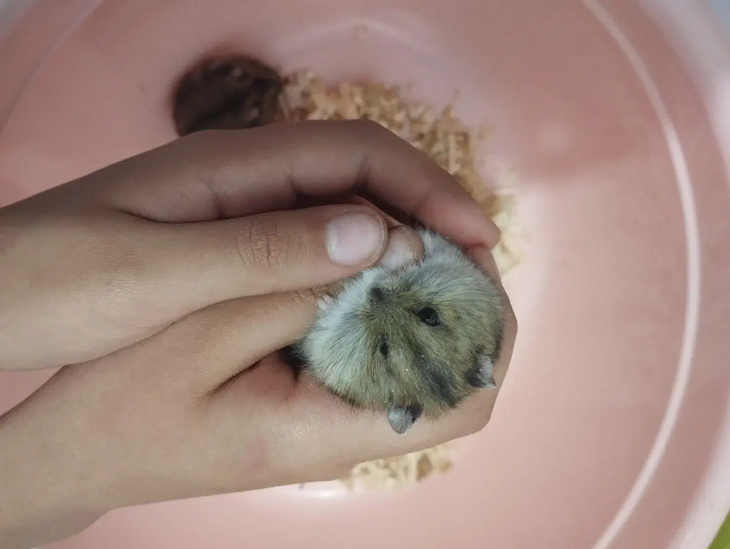 همستر کمپل نر|موش و خرگوش|بوشهر, |دیوار