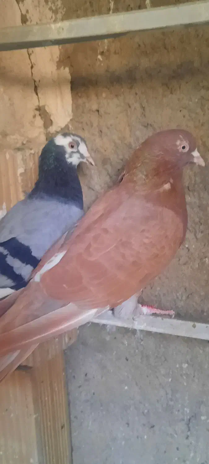 کفتر انر نگلیسی دهاتی|پرنده|ری, جوانمرد قصاب|دیوار