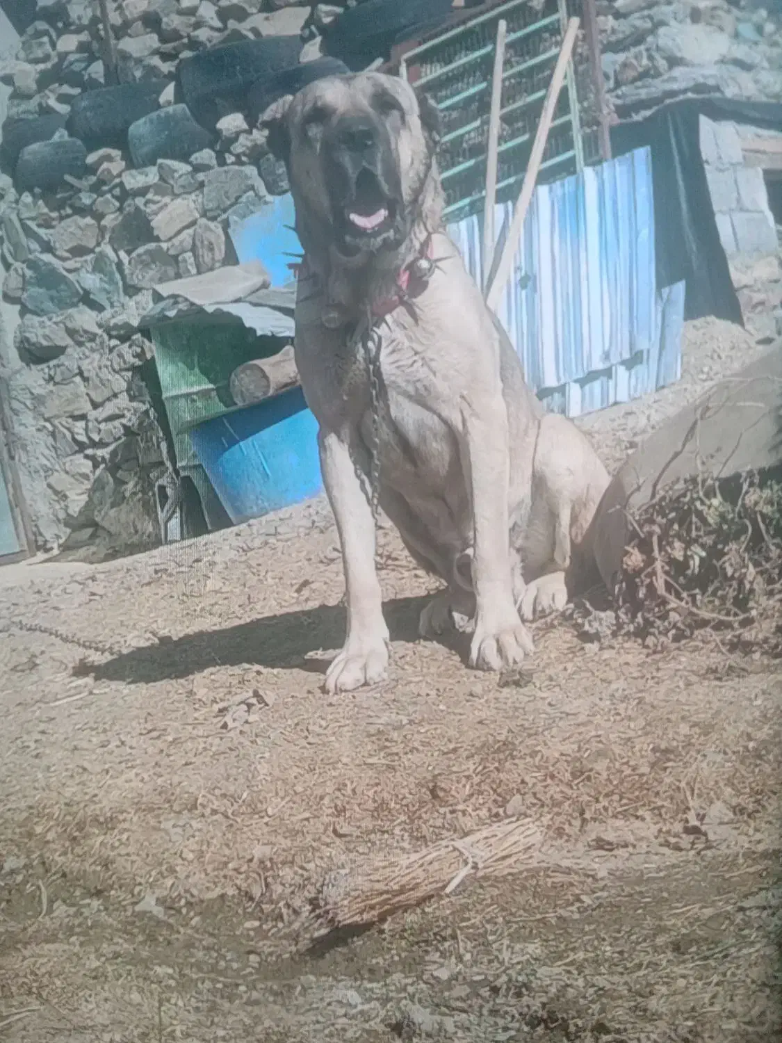 سگ سرابی اصل|سگ|مریوان, |دیوار