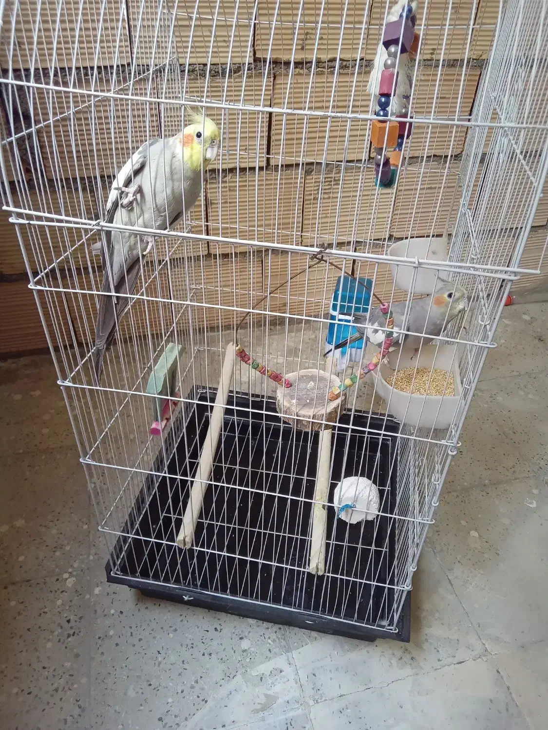 یک جفت عروس هلندی نر و ماده|پرنده|تهران, نازیآباد|دیوار