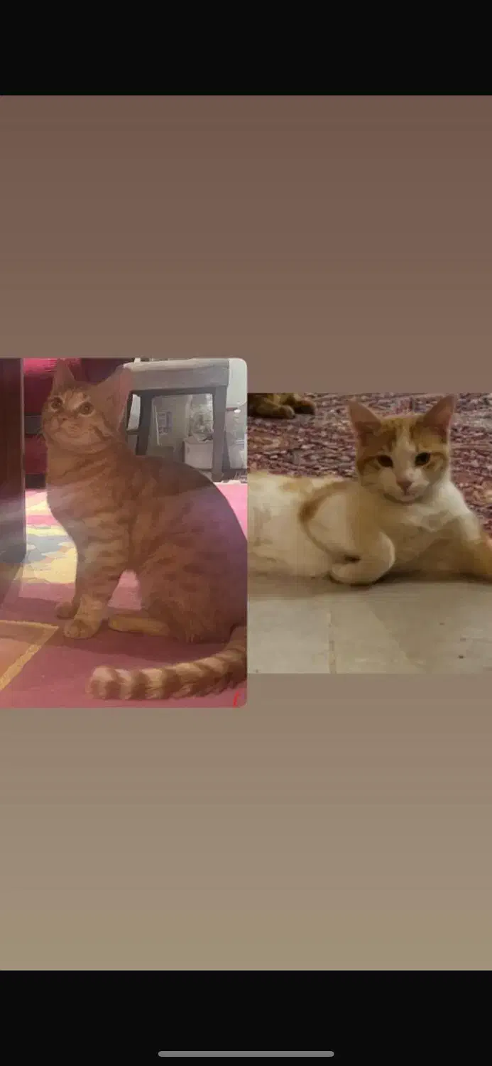 گربه|گربه|یزد, |دیوار