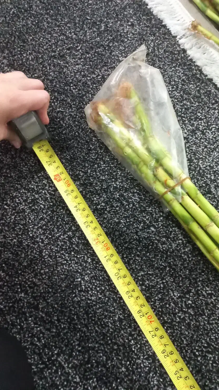 انواع بامبو پاچیرا گیاه پول و بنسای جنسینگ|گل و گیاه طبیعی|آبادان, |دیوار