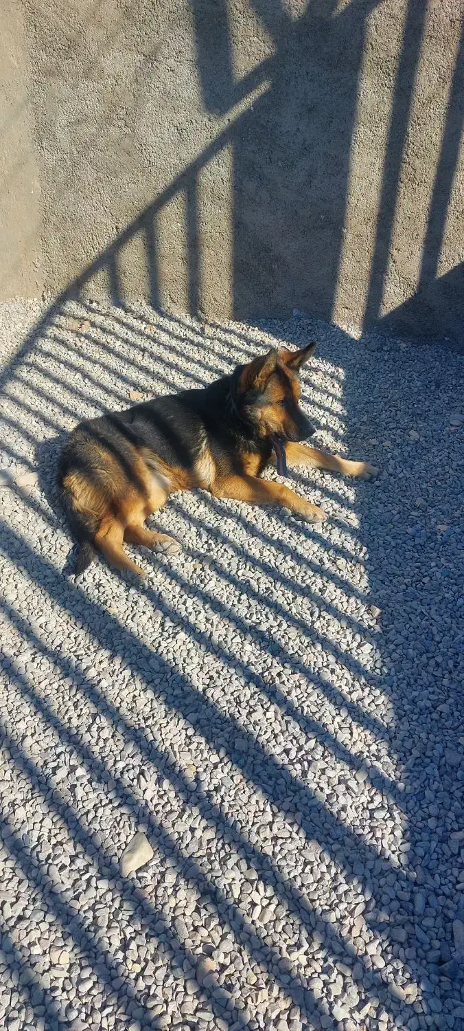 سگ ماده ژرمن|سگ|ورامین, شهرک فاطمیه|دیوار