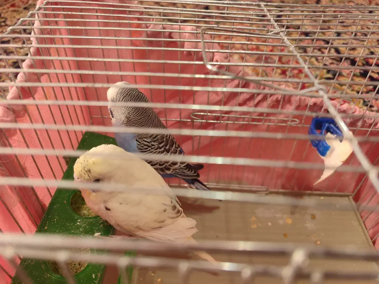 مرغ عشق|پرنده|رشت, لاکان|دیوار