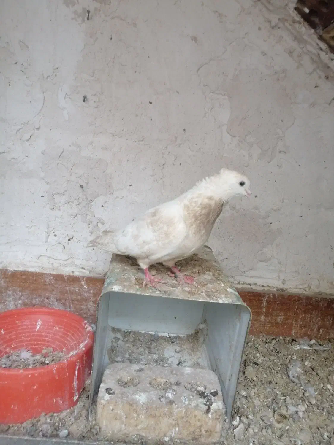 کبوتر|حیوانات|خوسف, |دیوار