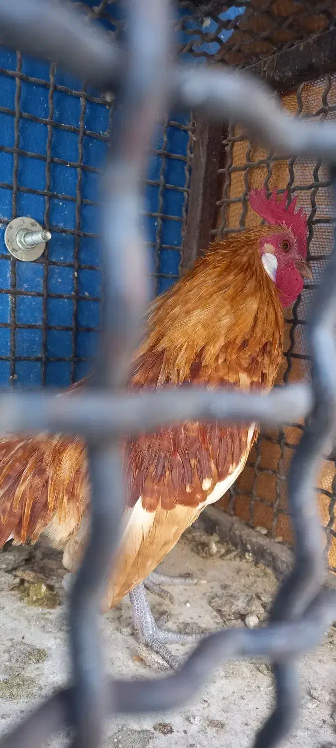 سه عدد خروس مینیاتوری|حیوانات مزرعه|لواسان, |دیوار