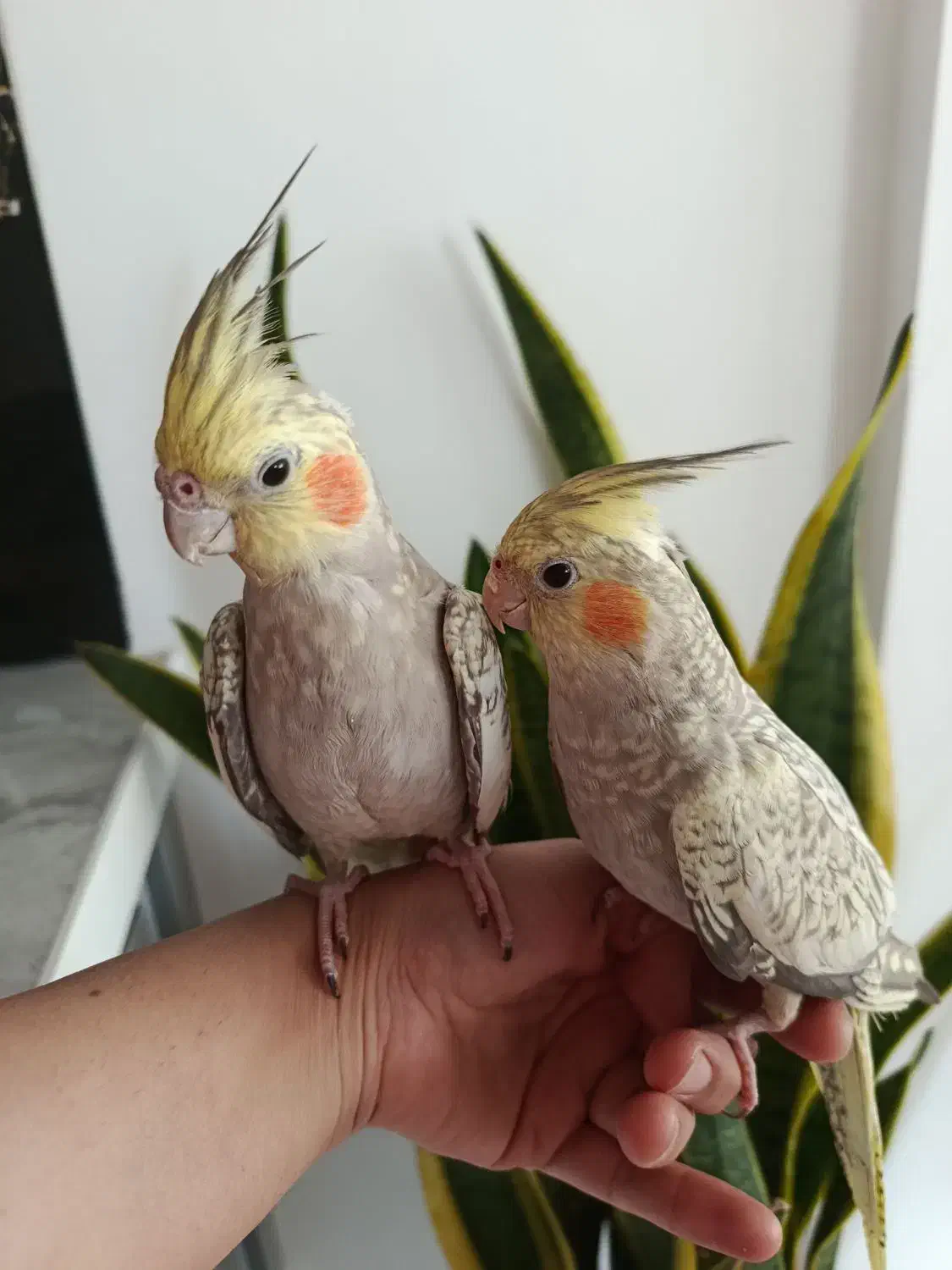 عروس هلندی|پرنده|قم, شهرک فاطمیه|دیوار