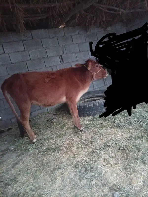 گاو|حیوانات مزرعه|بلوک, |دیوار