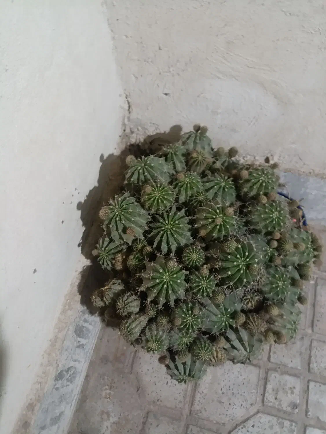 گل طبیعی|گل و گیاه طبیعی|پاکدشت, پاکدشت (مامازند)|دیوار