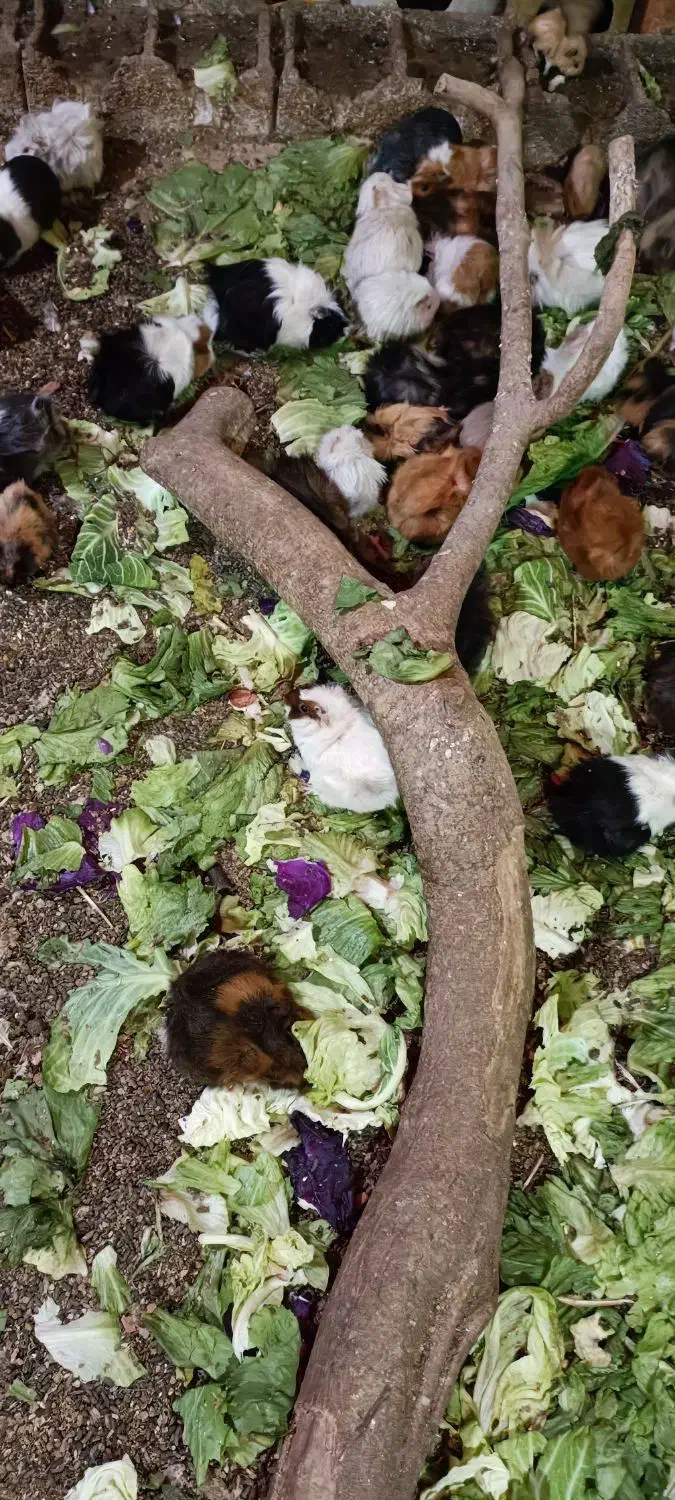 خوکچه هندی مو بلند . فشن . مو صاف|موش و خرگوش|اصفهان, رهنان|دیوار