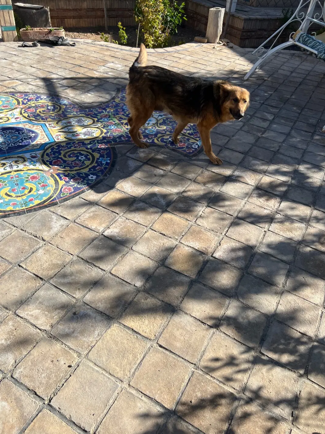سگ ژرمن|سگ|لنجان, |دیوار