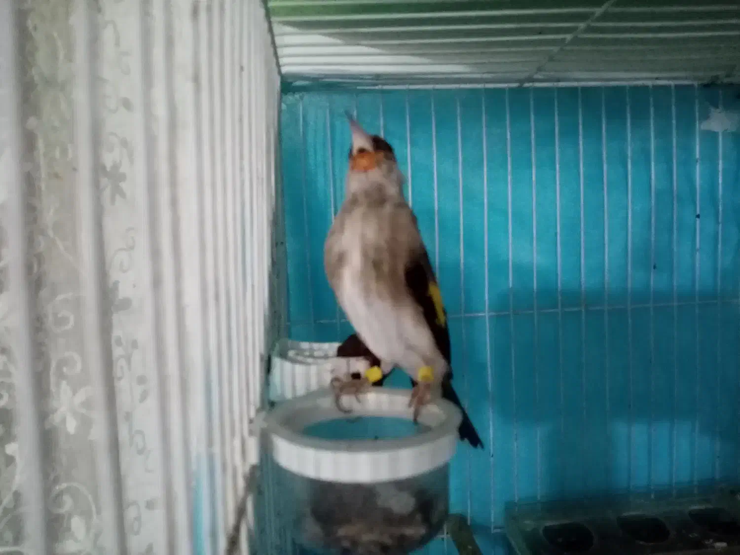 سهره نر.|پرنده|شیروان (خراسان), |دیوار