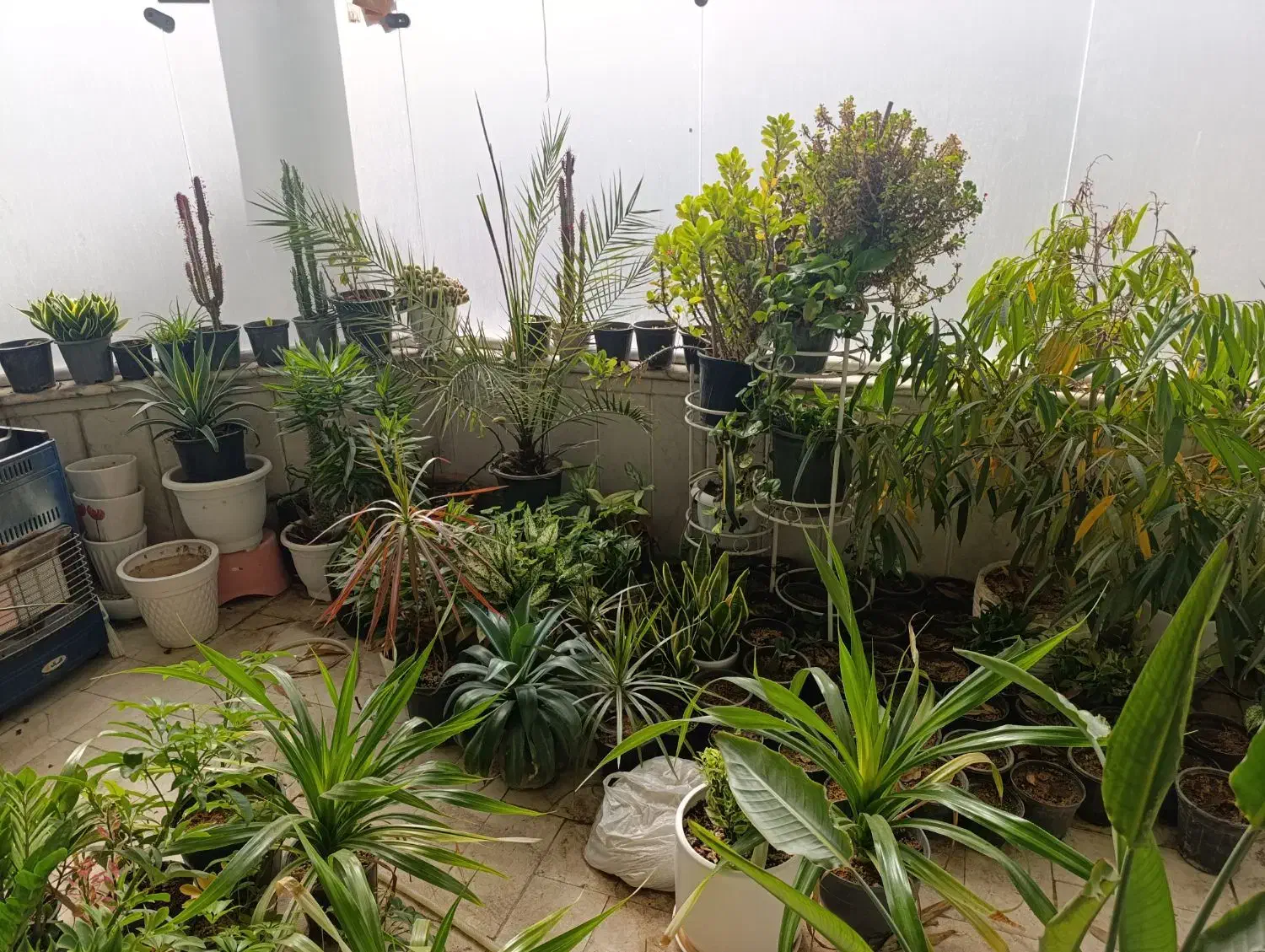 گل طبیعی|گل و گیاه طبیعی|مشهد, امام رضا (ع)|دیوار