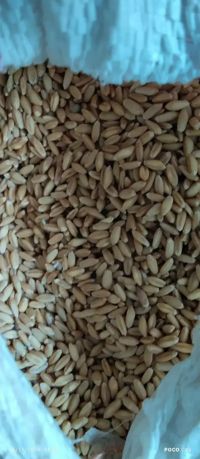 جو دیم|خوردنی و آشامیدنی|دینور, |دیوار