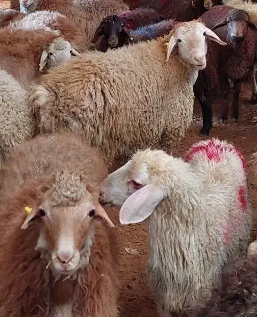 گوسفند زنده باترازوی دیجیتال|حیوانات مزرعه|کرج, کیانمهر|دیوار