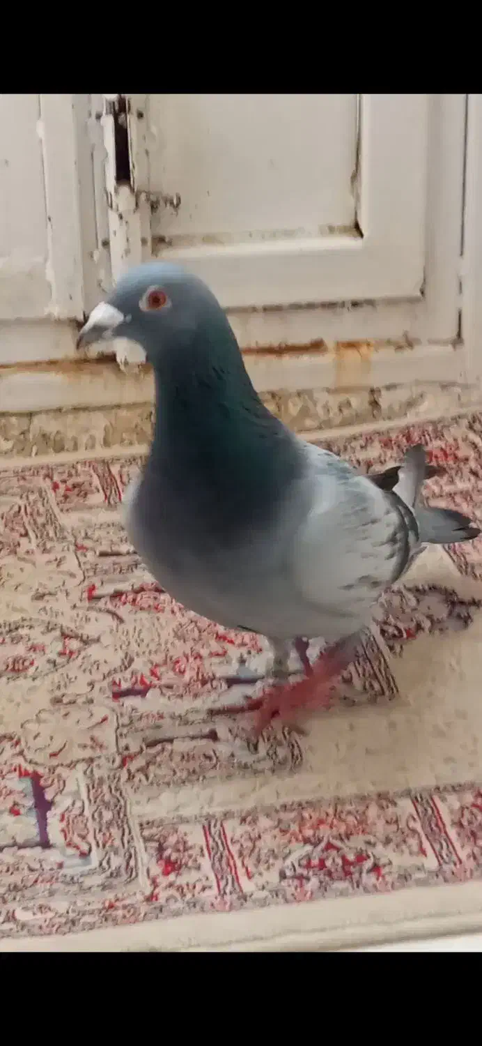 کفتر پلاکی|حیوانات|نهاوند, |دیوار