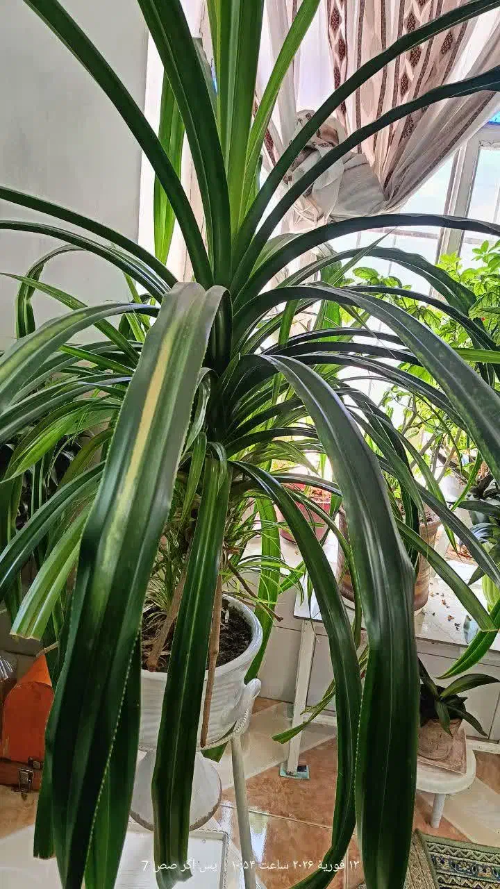 پاندانوس|گل و گیاه طبیعی|نیشابور, مازول|دیوار