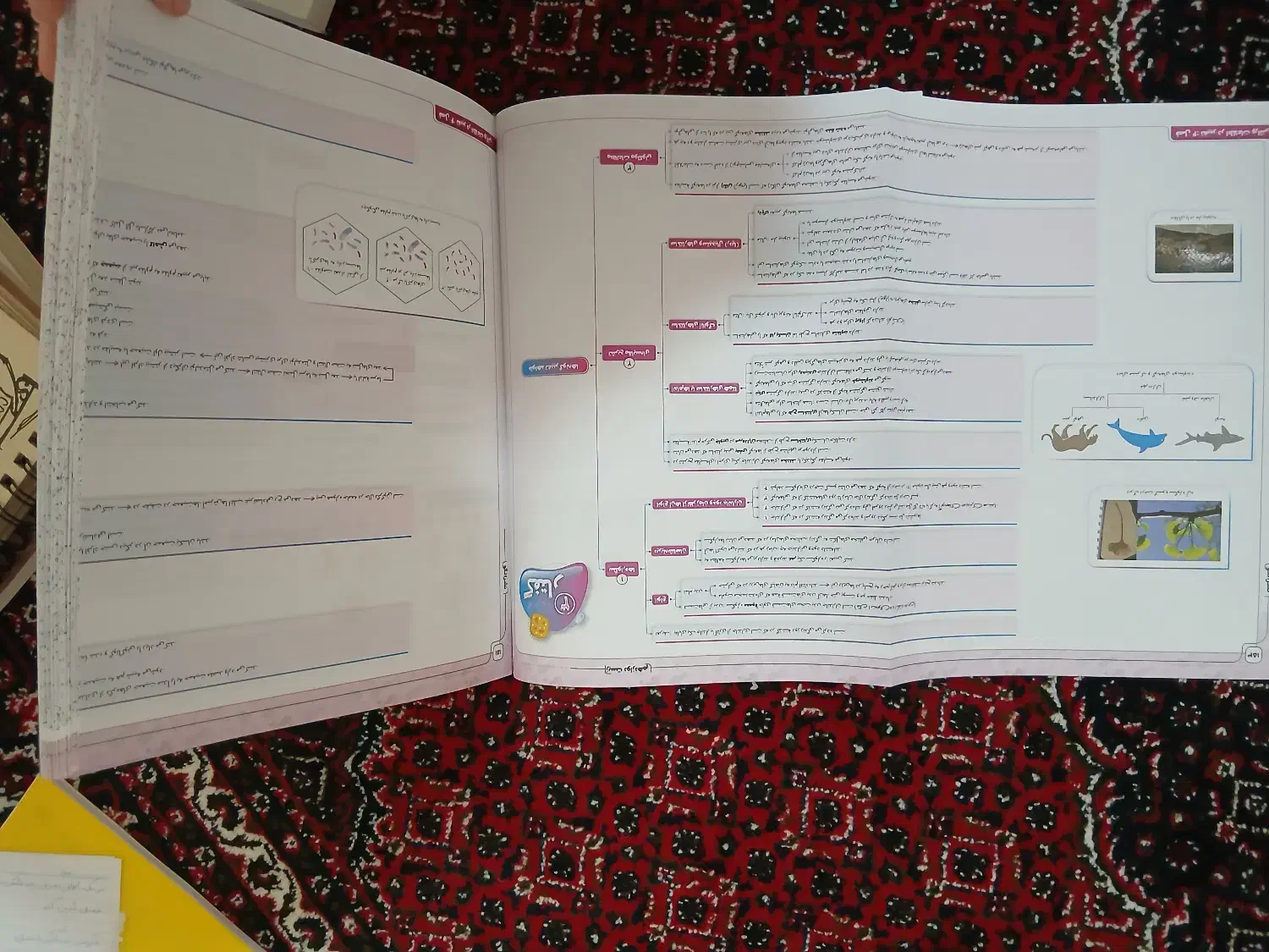 زیست جامع آیکیو و موج آزمون نشر الگو|کتاب و مجله آموزشی|شاهین دژ, |دیوار