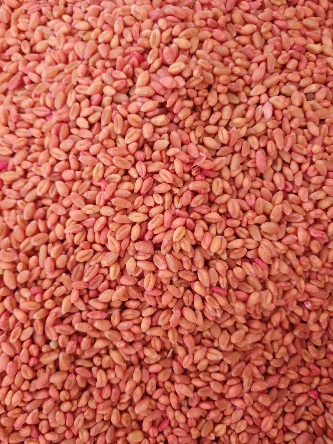 گندم بذری پیشگام اصلاح شده|خدمات باغبانی و درختکاری|نهاوند, |دیوار
