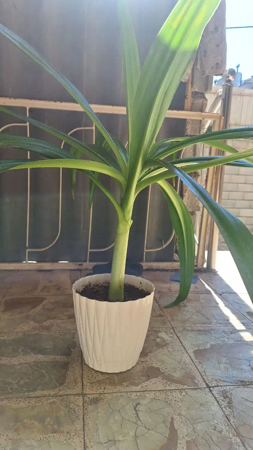 گل برگ ذرتی|گل و گیاه طبیعی|خوی, |دیوار