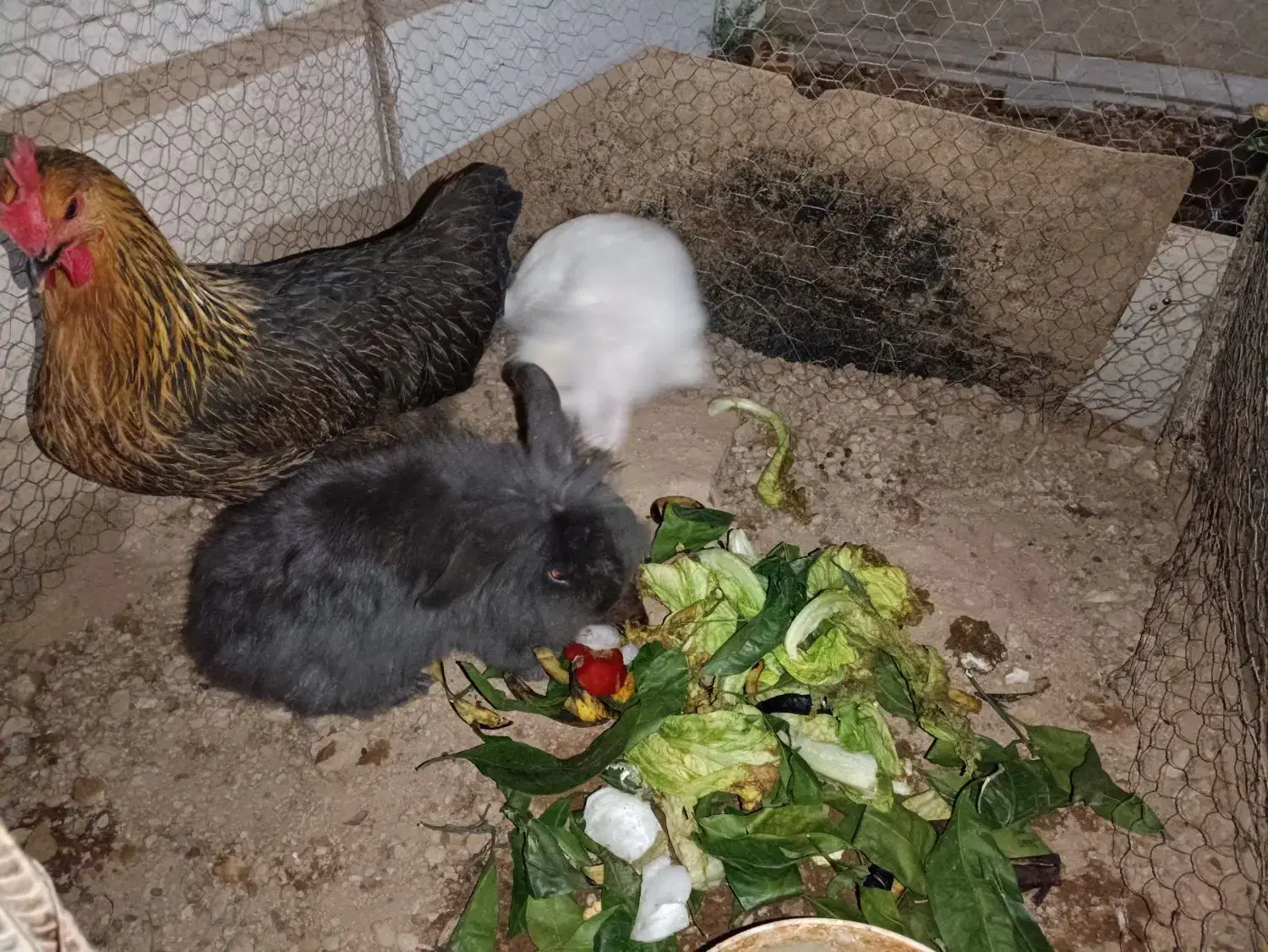 خرگوش لوپ|موش و خرگوش|خواف, |دیوار