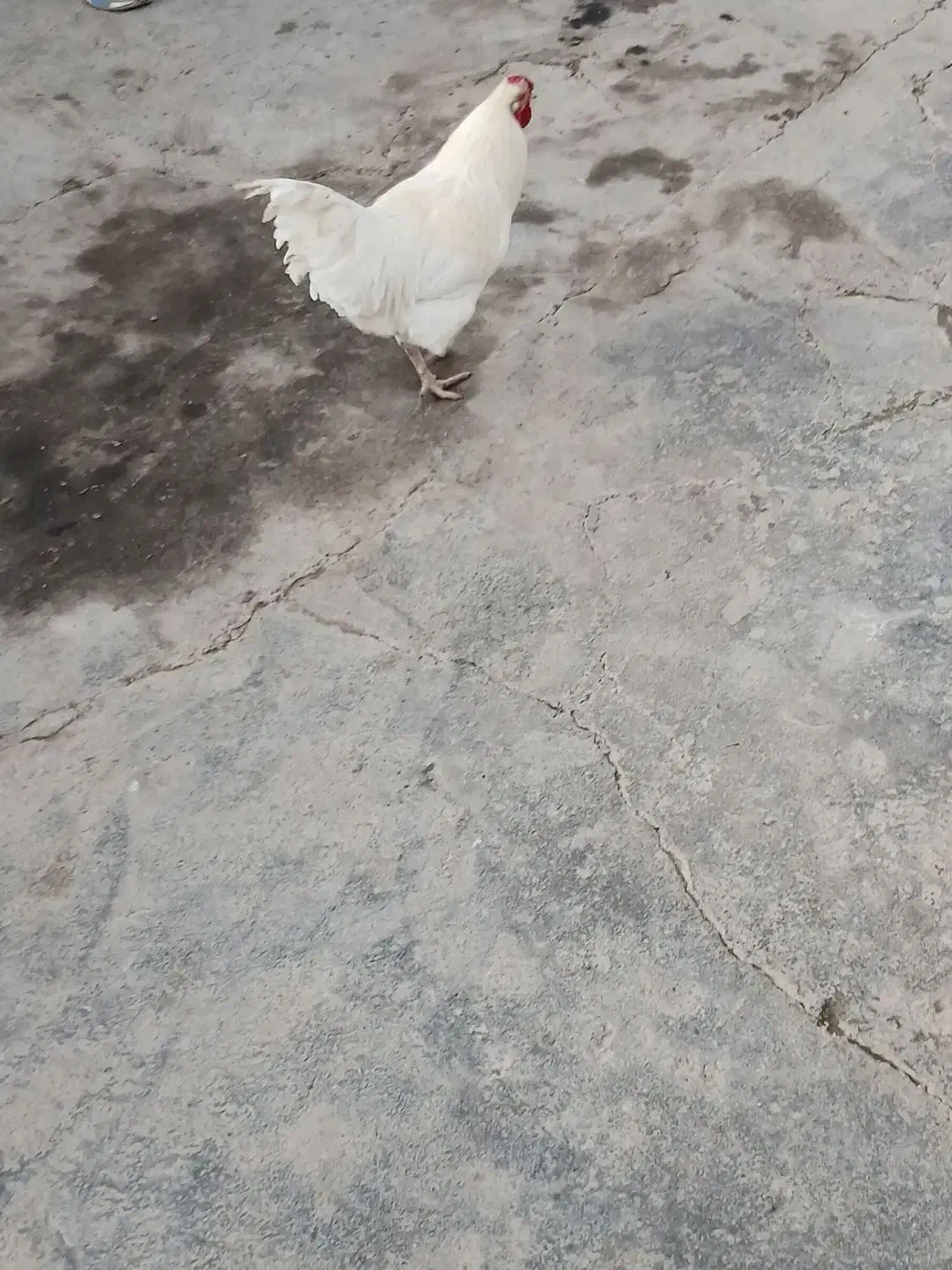 خروس|حیوانات مزرعه|گیان, |دیوار