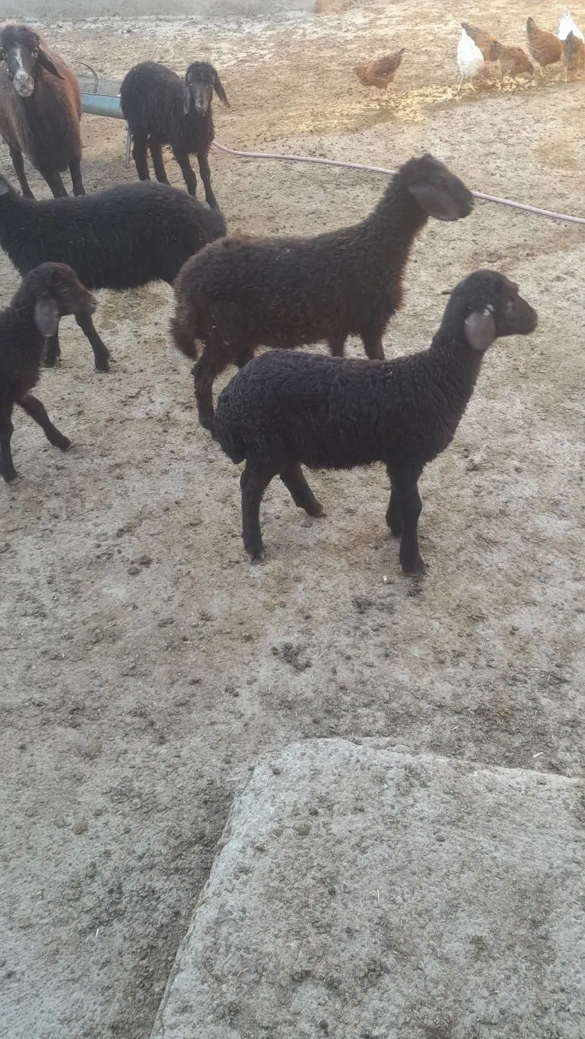 بره ماده|حیوانات مزرعه|بناب, |دیوار