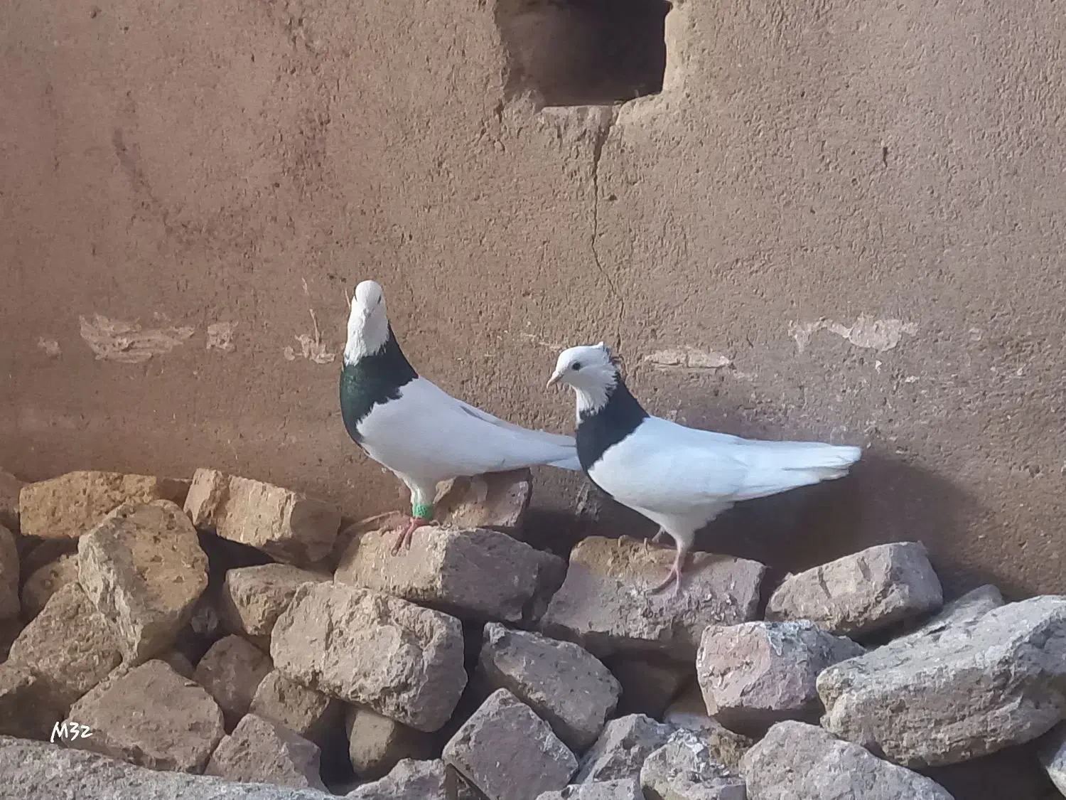 یک جفت کبوتر طوقی سالم|پرنده|شال, |دیوار