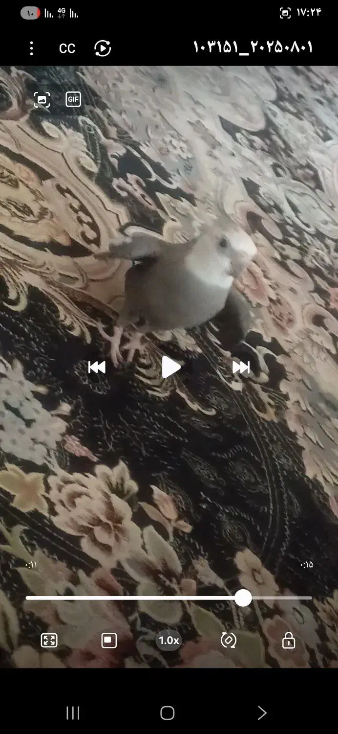 گمشده عروس هلندی|حیوانات|فردیس, شهرک ارم|دیوار