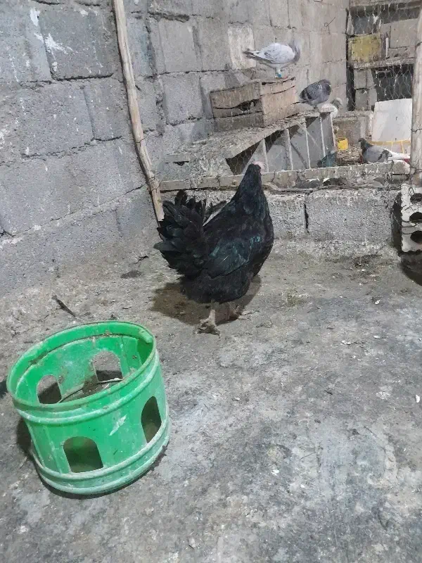 مرغ محلی اصل و کبوتر خوب|پرنده|چغادک, |دیوار