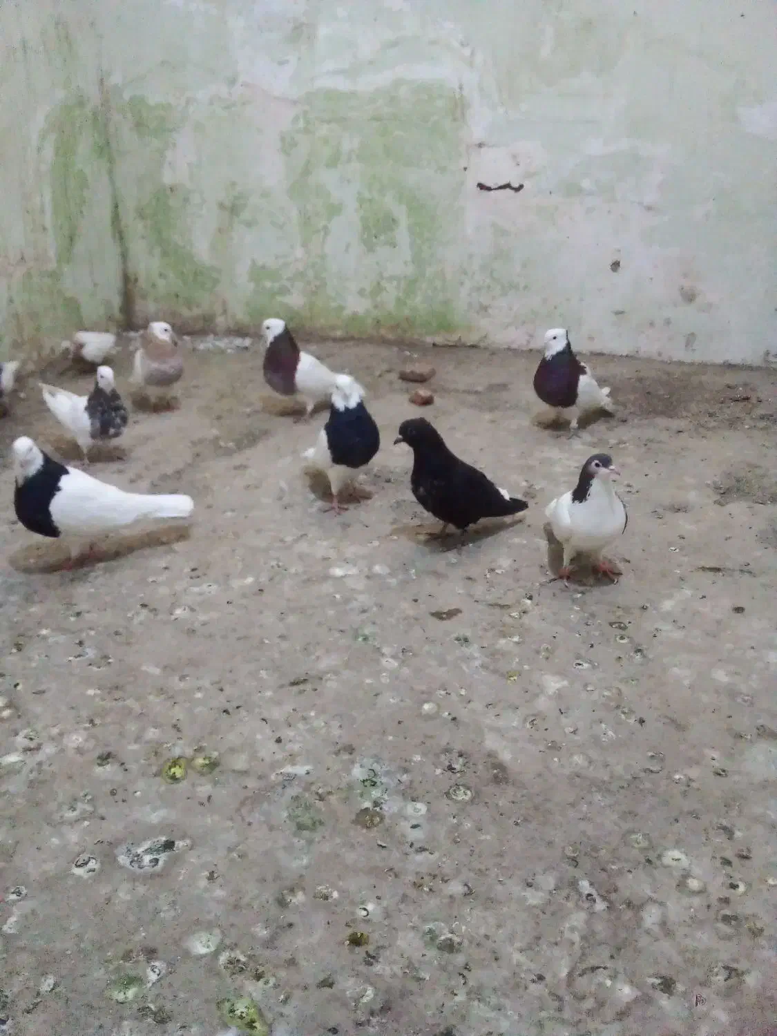 کبوتر|پرنده|سبزوار, کوی بهار|دیوار