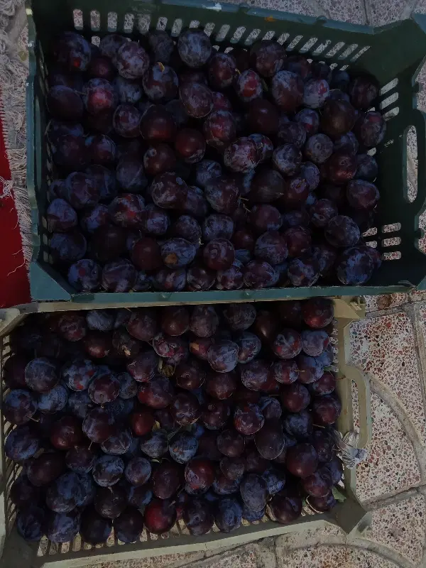 آلو|خوردنی و آشامیدنی|تبریز, |دیوار