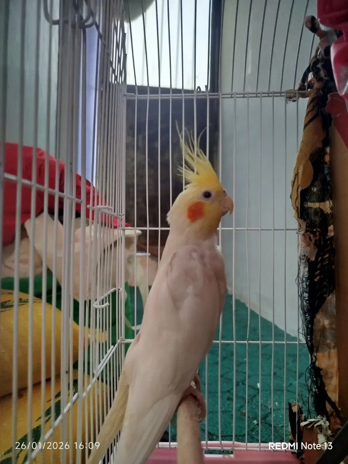 پرنده|پرنده|قم, شهرک قدس|دیوار