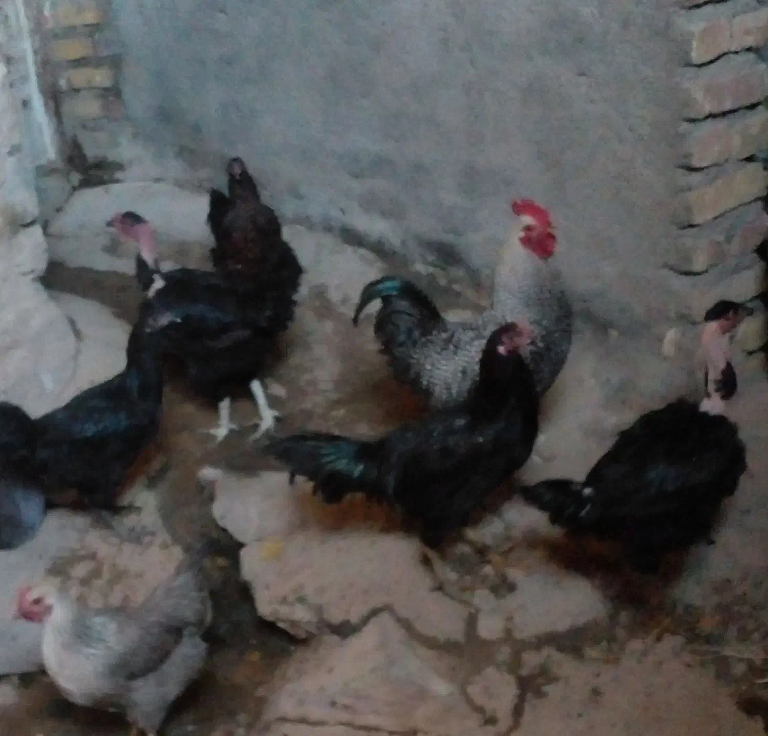 فروش مرغ محلی|حیوانات مزرعه|پیر سلیمان, |دیوار