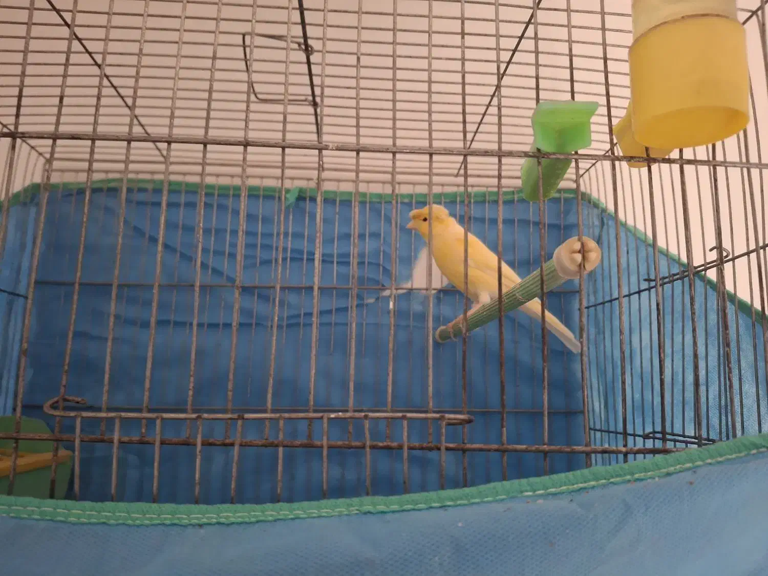 فروش قناری نر|پرنده|ابهر, |دیوار