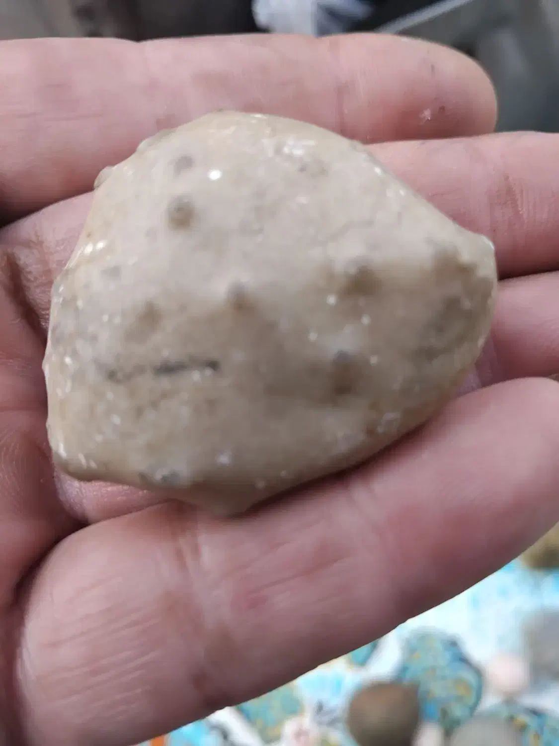 فروش سنگ فسیل|کلکسیون اشیاء عتیقه|گنبد کاووس, |دیوار