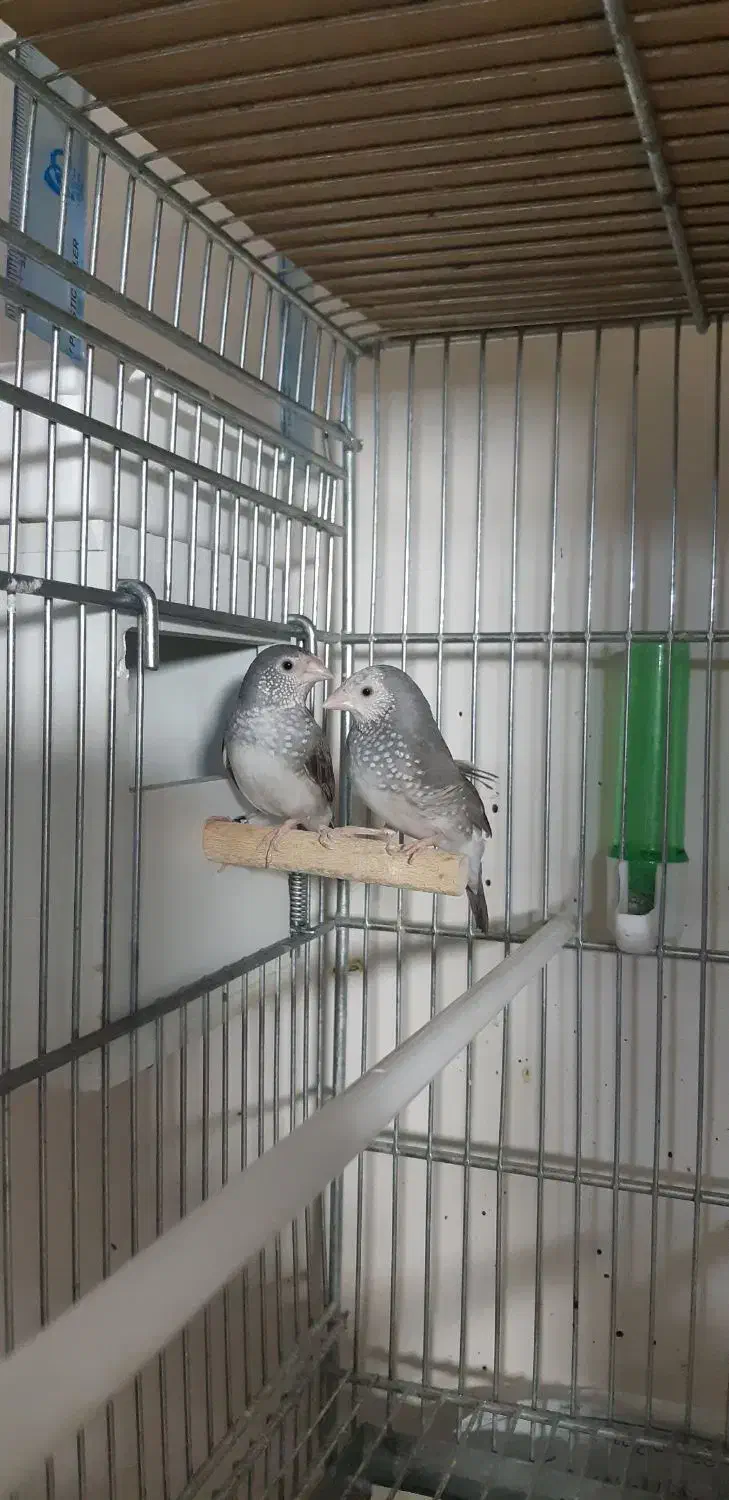 فنچ ستاره ای|پرنده|ری, تقی آباد|دیوار