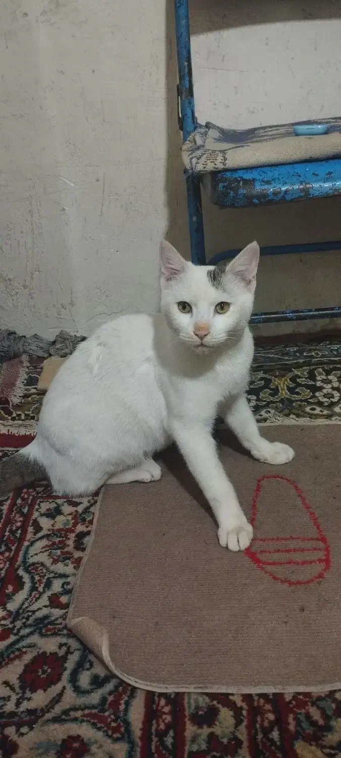 واگذاری رایگان گربه|گربه|تکاب, |دیوار