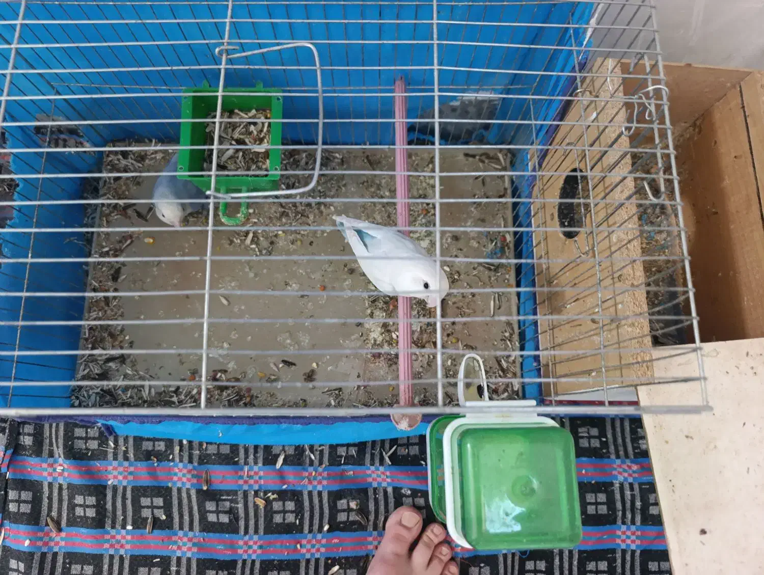 طوطی برزیلی مولد تضمینی بهترین نژاد|پرنده|اسلام‌‌آباد غرب, |دیوار