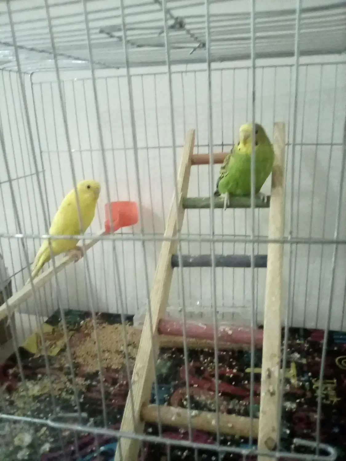 فروش مرغ عشق|پرنده|رشت, کوی مهر|دیوار